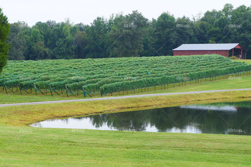 Winery View 