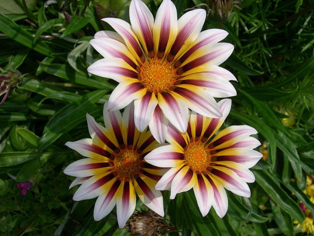 Beuty flower