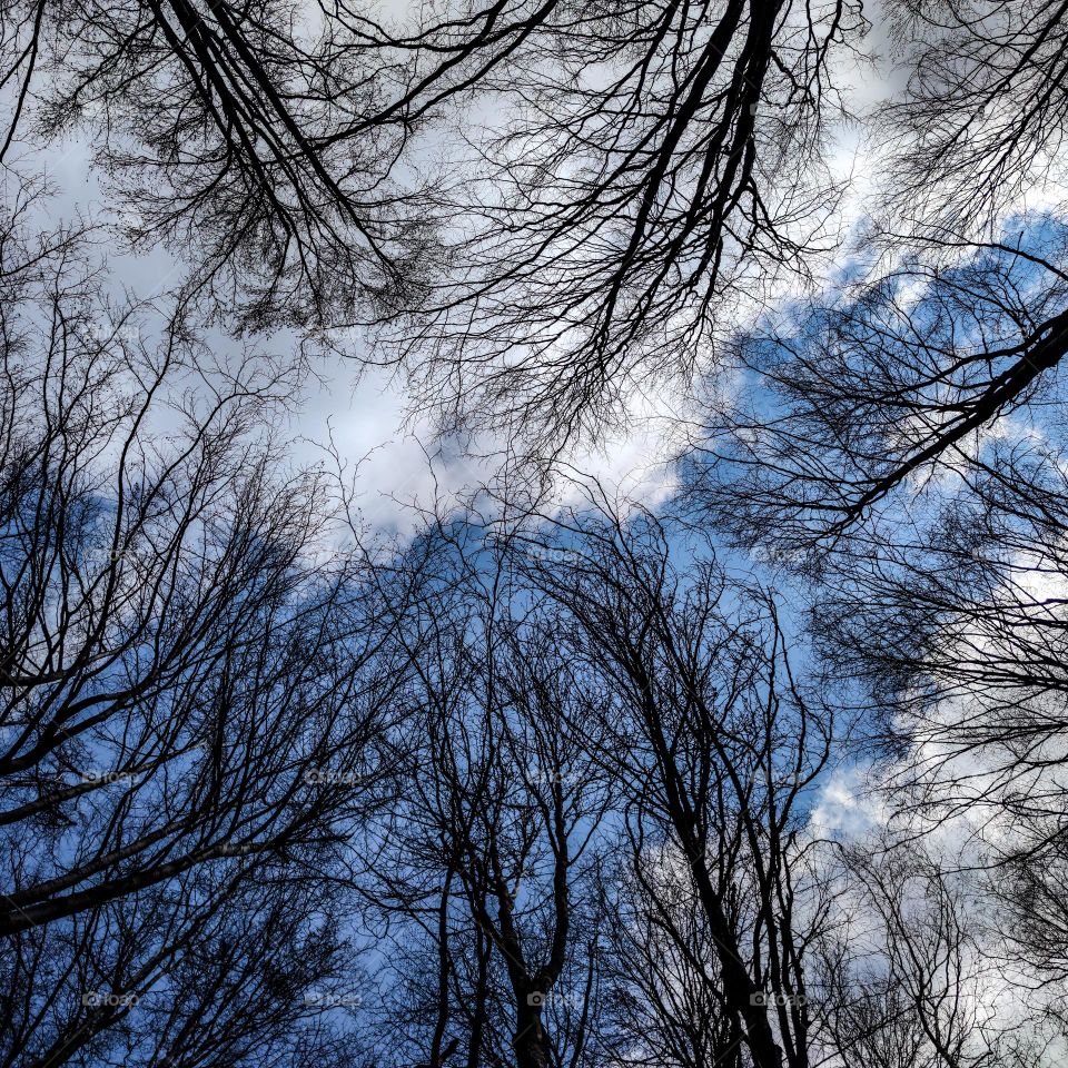 Forest view to the clouds