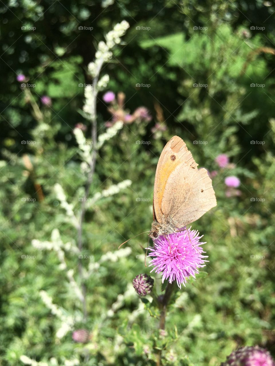 Butterfly on thistle 