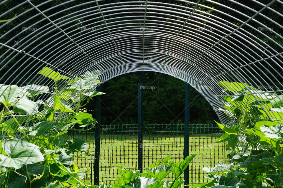 Garden trellis. 