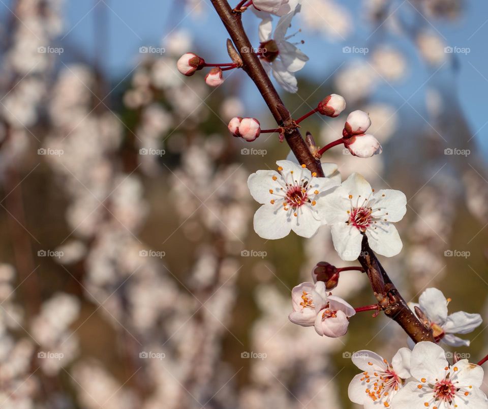 Cherry blossom in early spring.