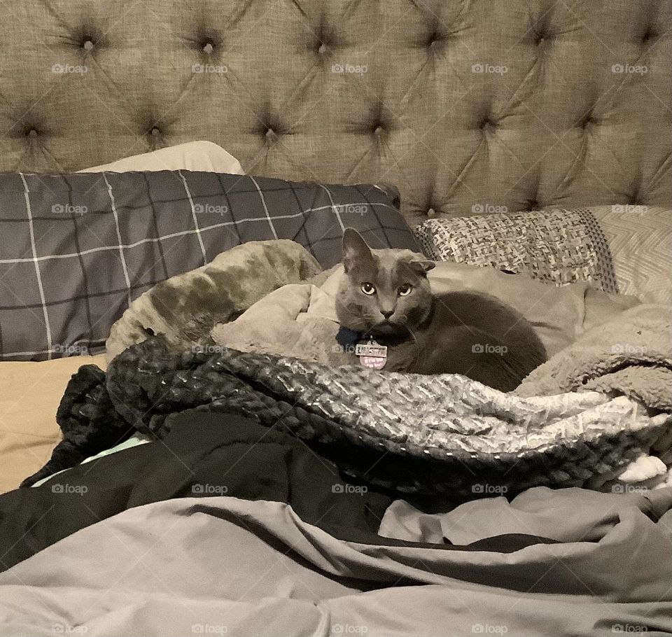 A grey cat laying on top of blankets on a bed.
