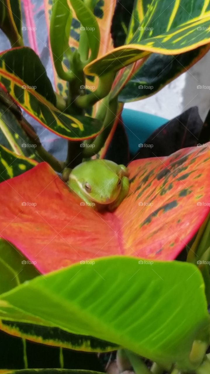 Tree Frog