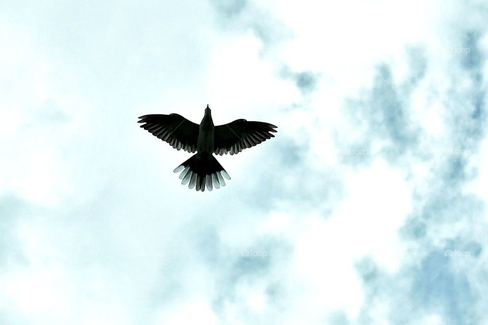 Bird in Blue Sky
