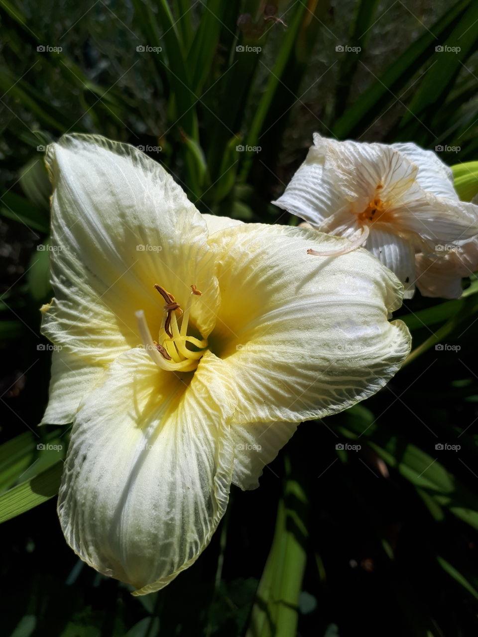 Iris Flower