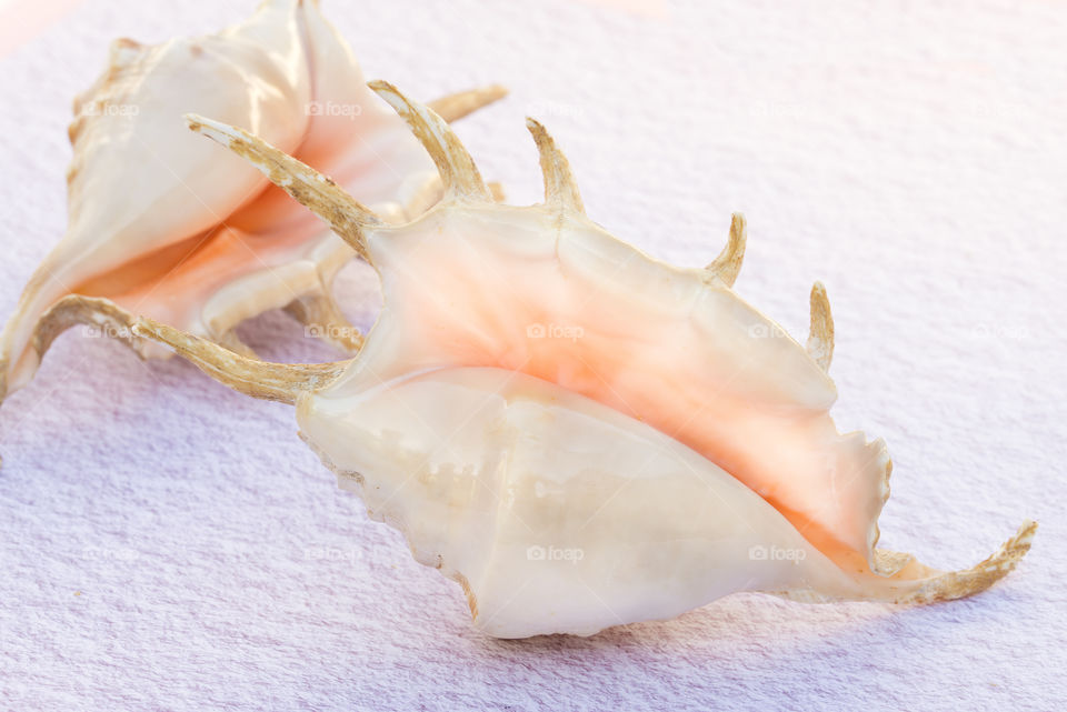 Two large pink spider shells on a textured white background.