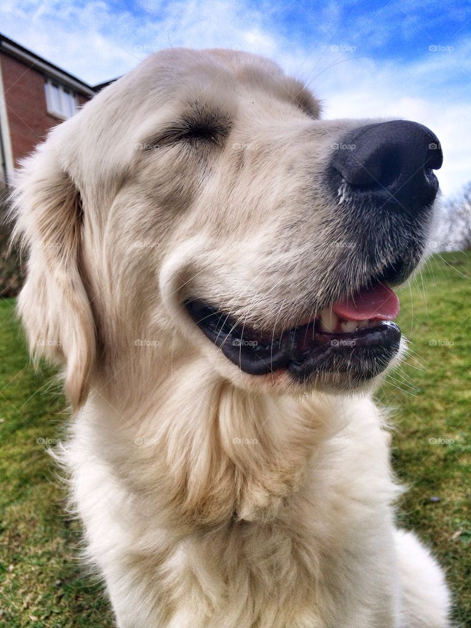 Zoe - Golden Retriever