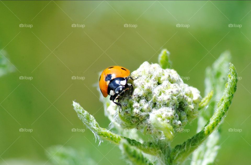 🐞🍃Lady bug