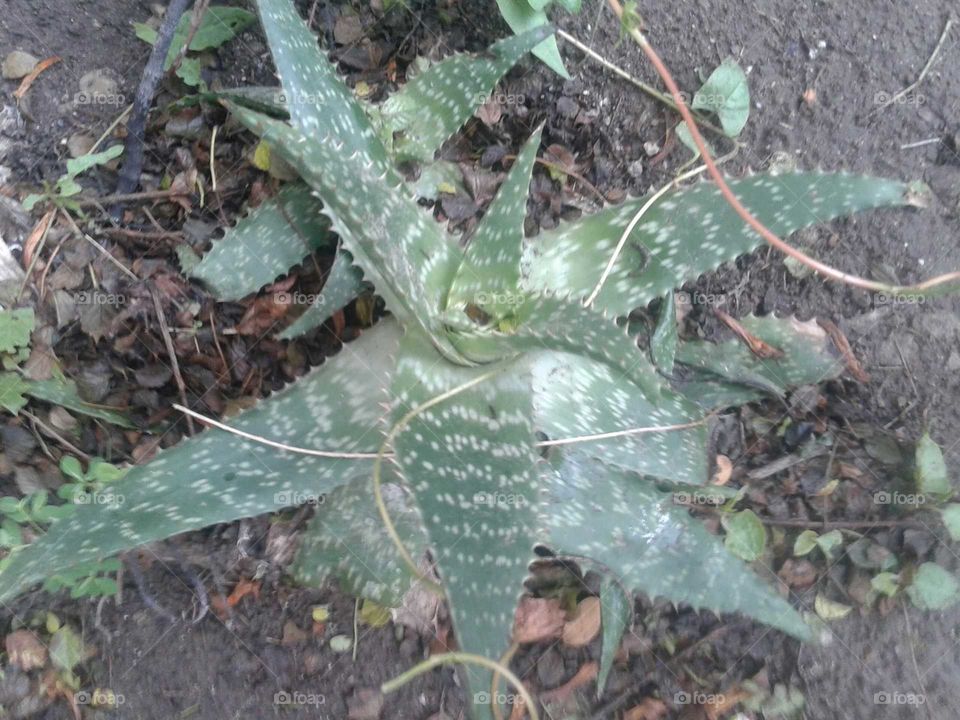 aloe vera