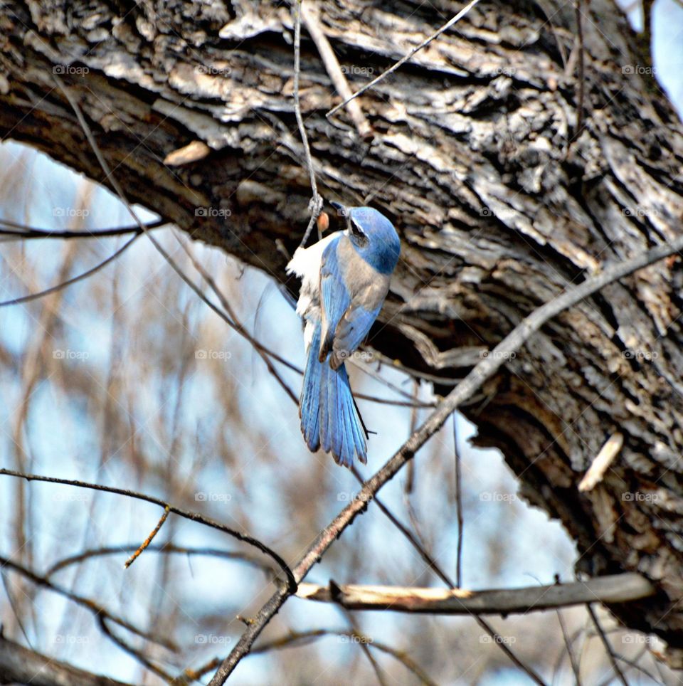 bird watching of a blue Jay bird gathering food