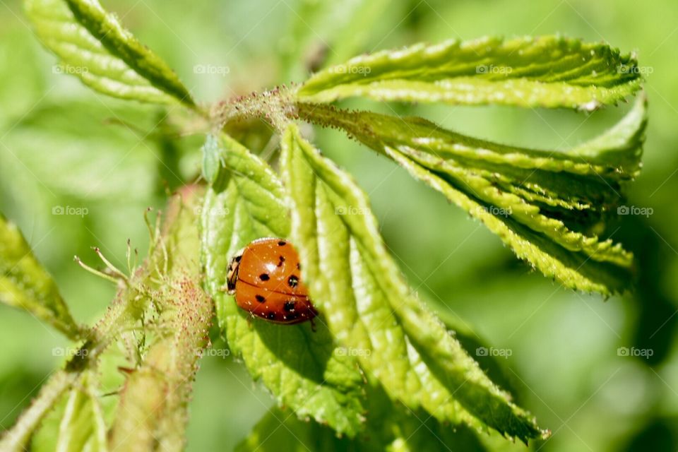 Ladybug ,insects, small,nature 