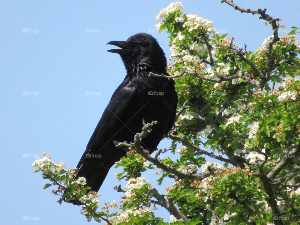 A Crow sat  in a blossom tree