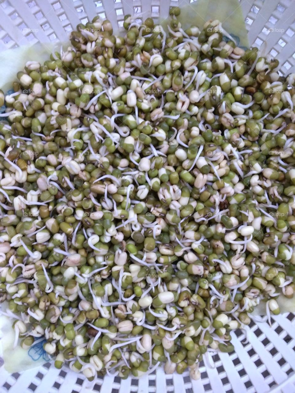 mung bean
