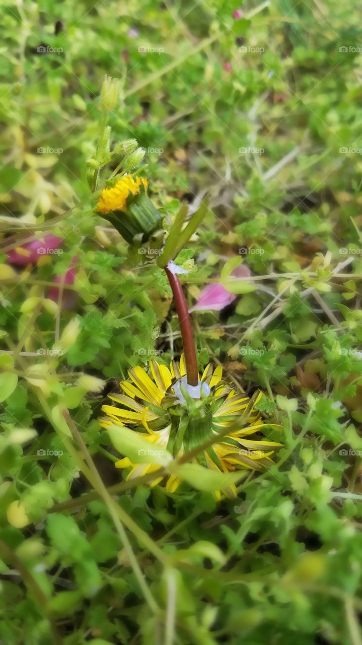 Yellow garden fairy. Made from dandelion flowers. It dances through the grass spreading spring.