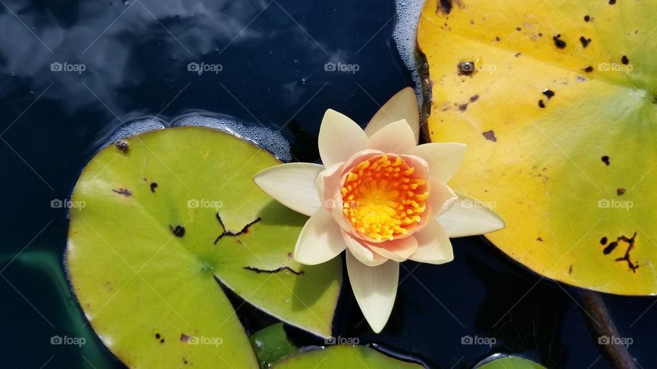 water lily orange