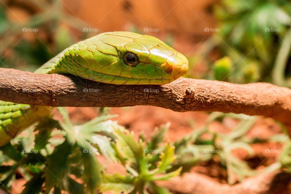 snake in terrarium