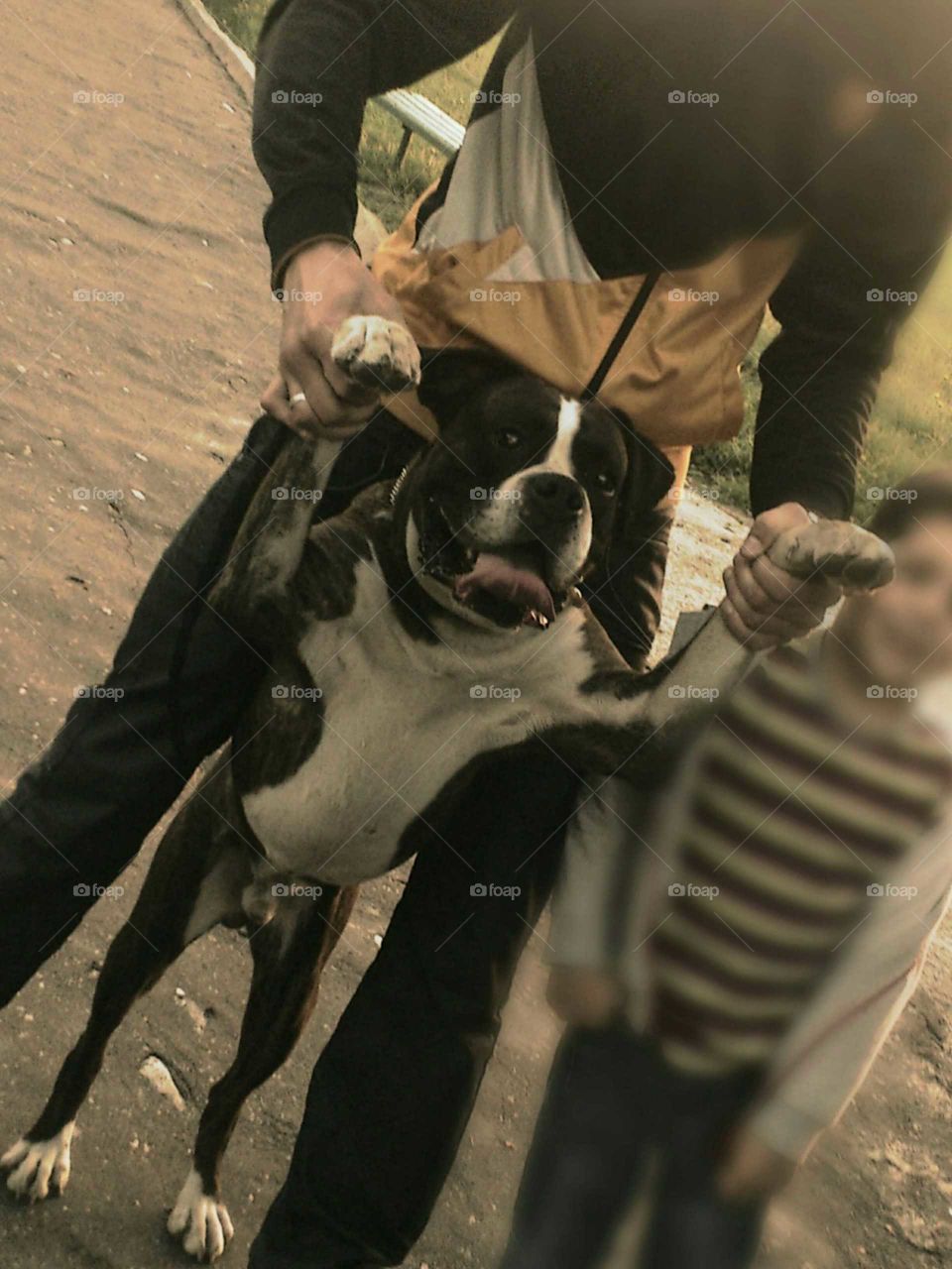 dog. boxer with lovely face