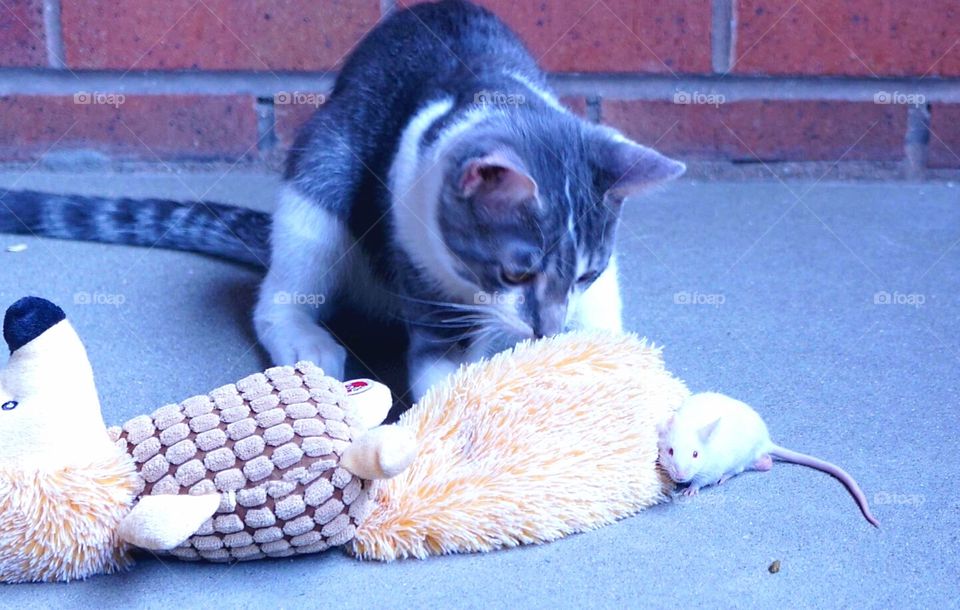 Mr. Gustav with mouse.