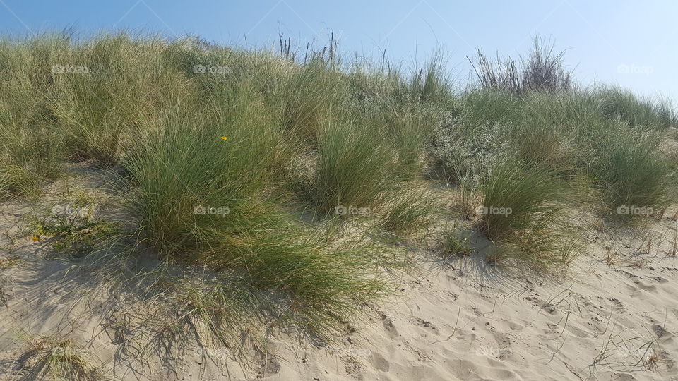 Landscape of dunes by the ocean