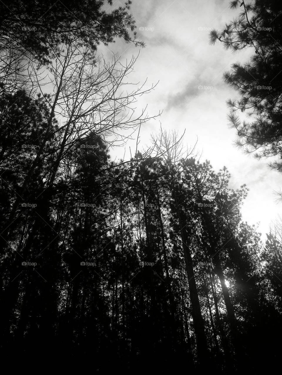 black and white pine forest clouds in background