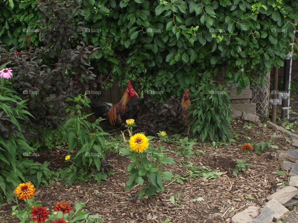 Roosters in the garden