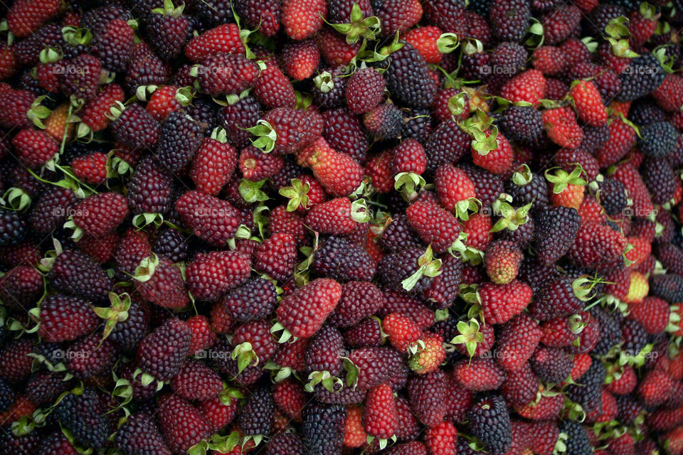 Loganberries raspberries Bayas- fruit- black - Zarzamora - Rosaceae .