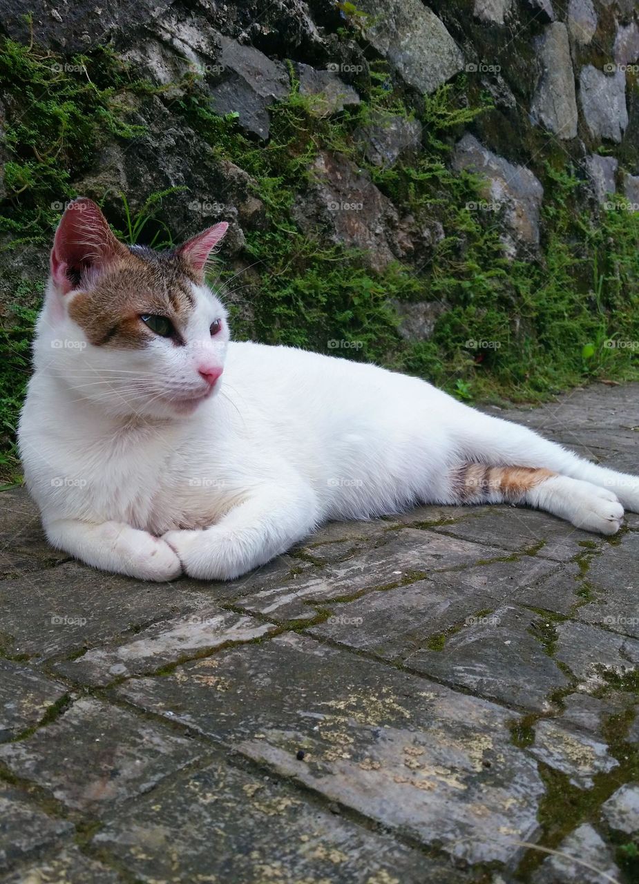 Male cat relaxing with wall stones as the background...
