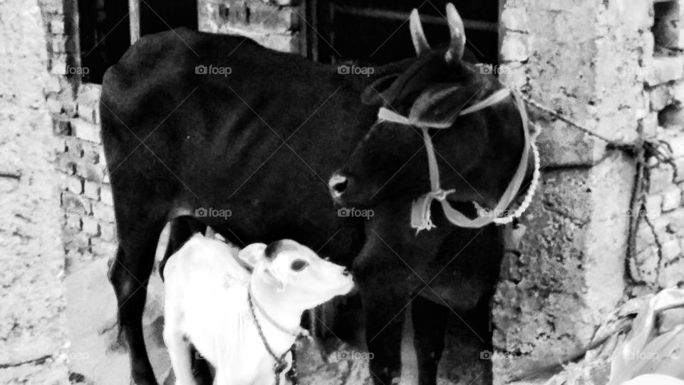 Dualism practiced in its purest form...