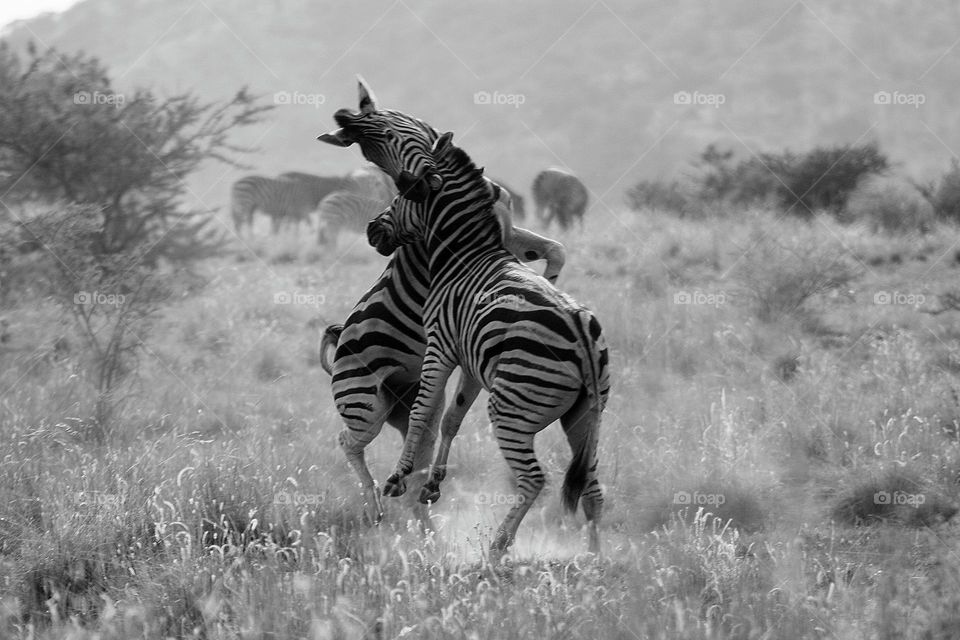 two playing zebras. photo taken in pilansberg south Africa.