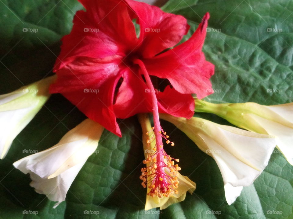 beautiful red flower image