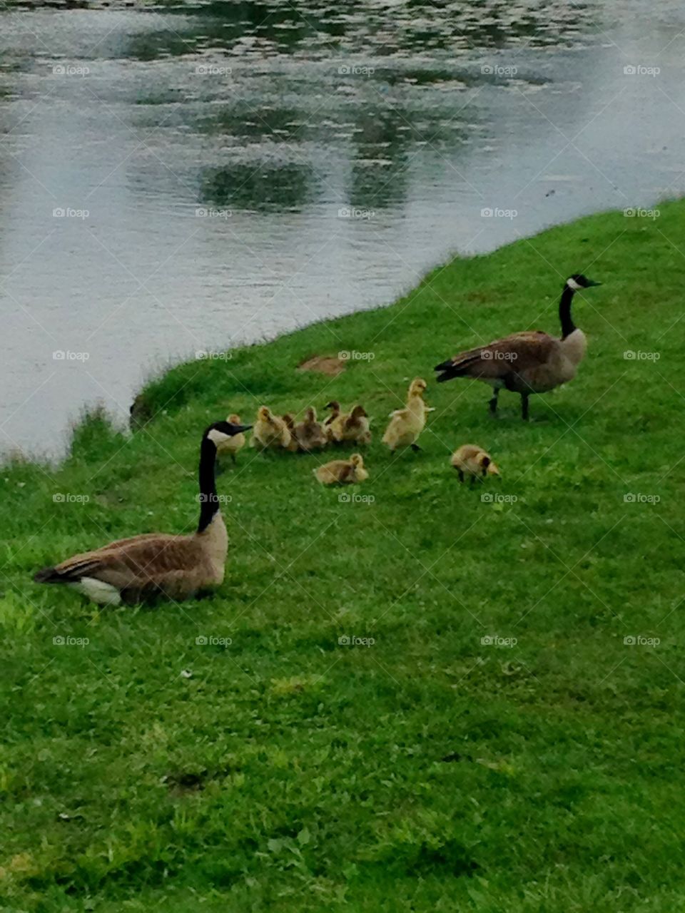 Geese family