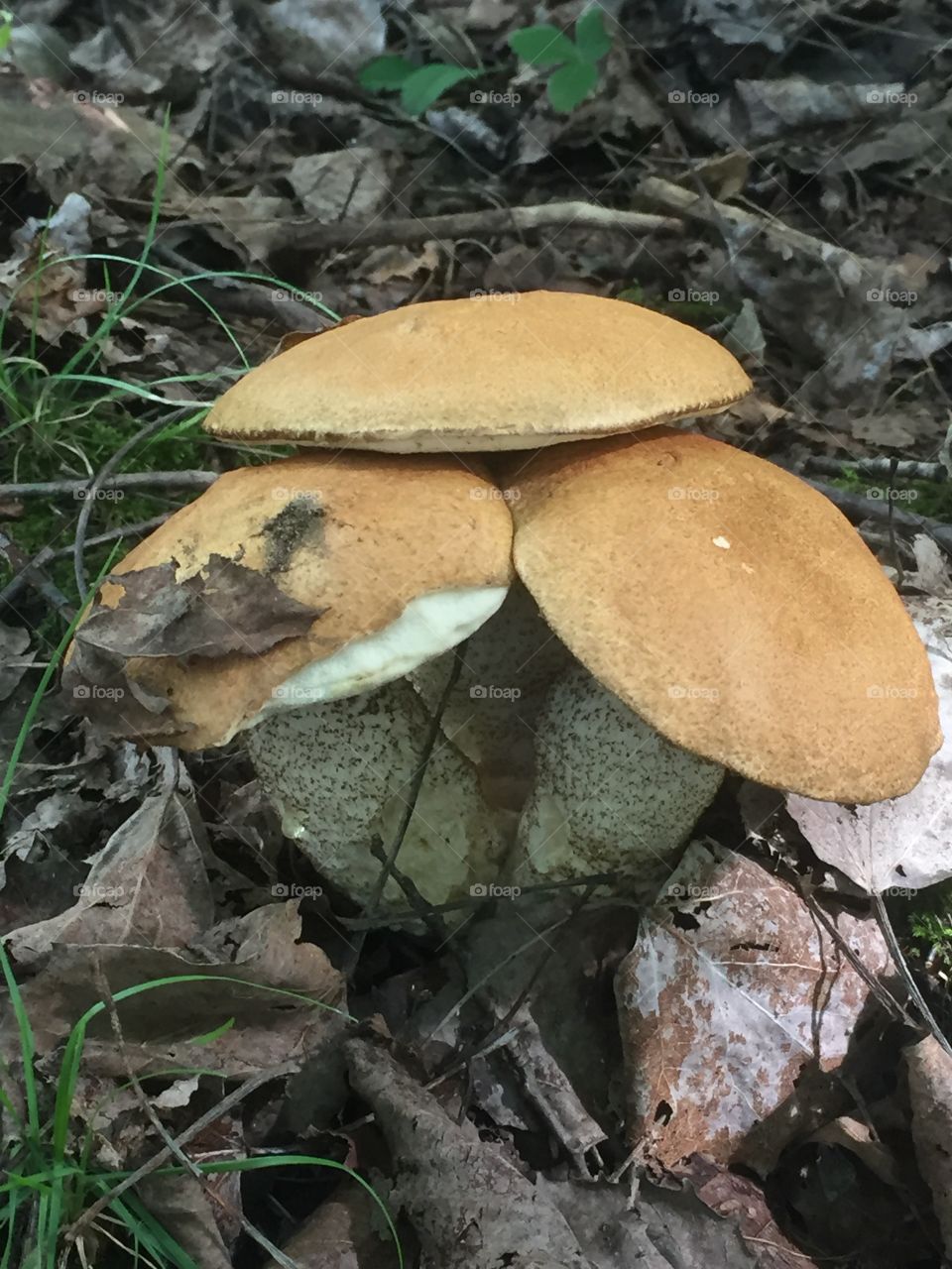 Three mushroom fungi