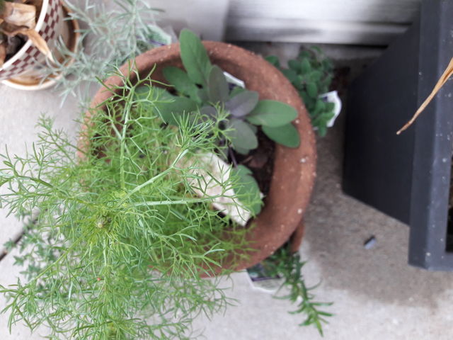 Potted Herbs