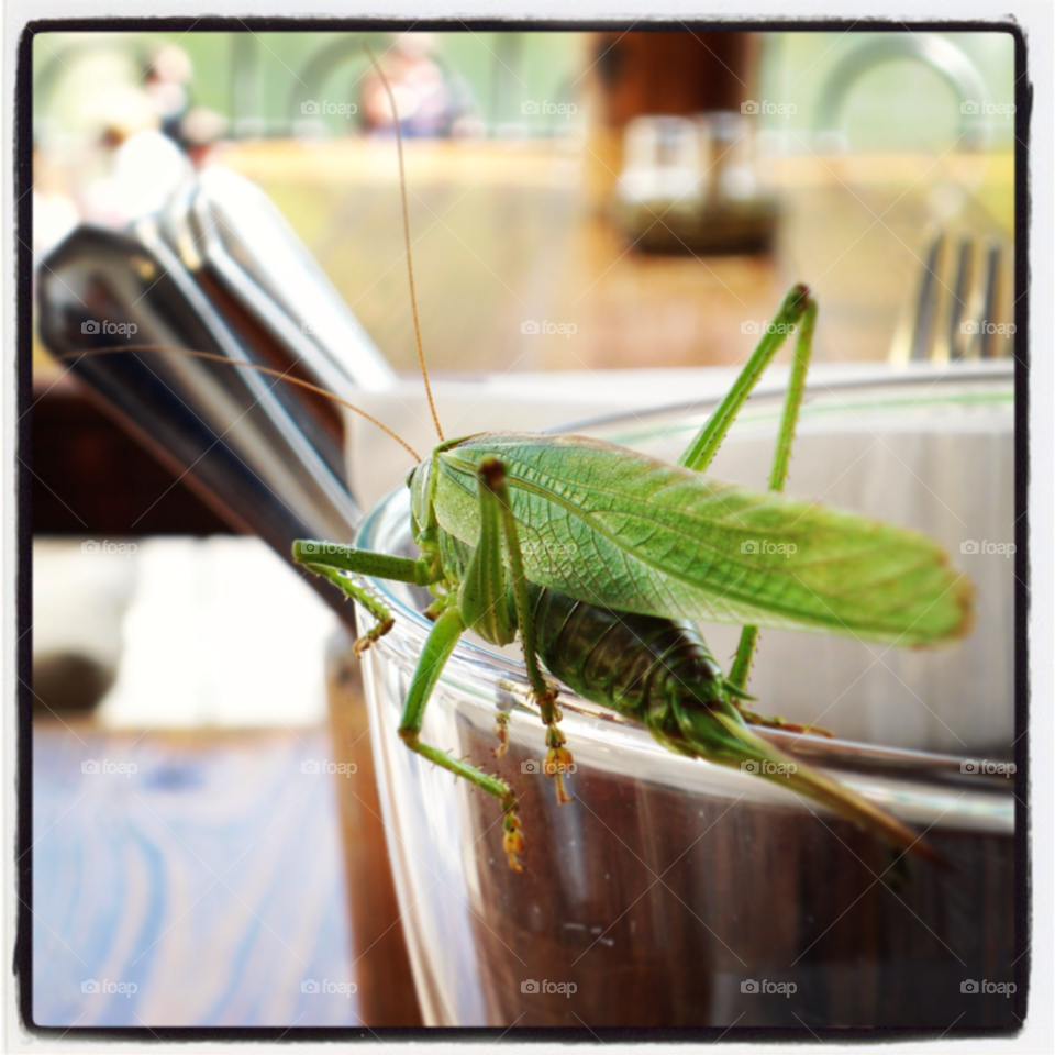 cochem green glass bug by Nietje70