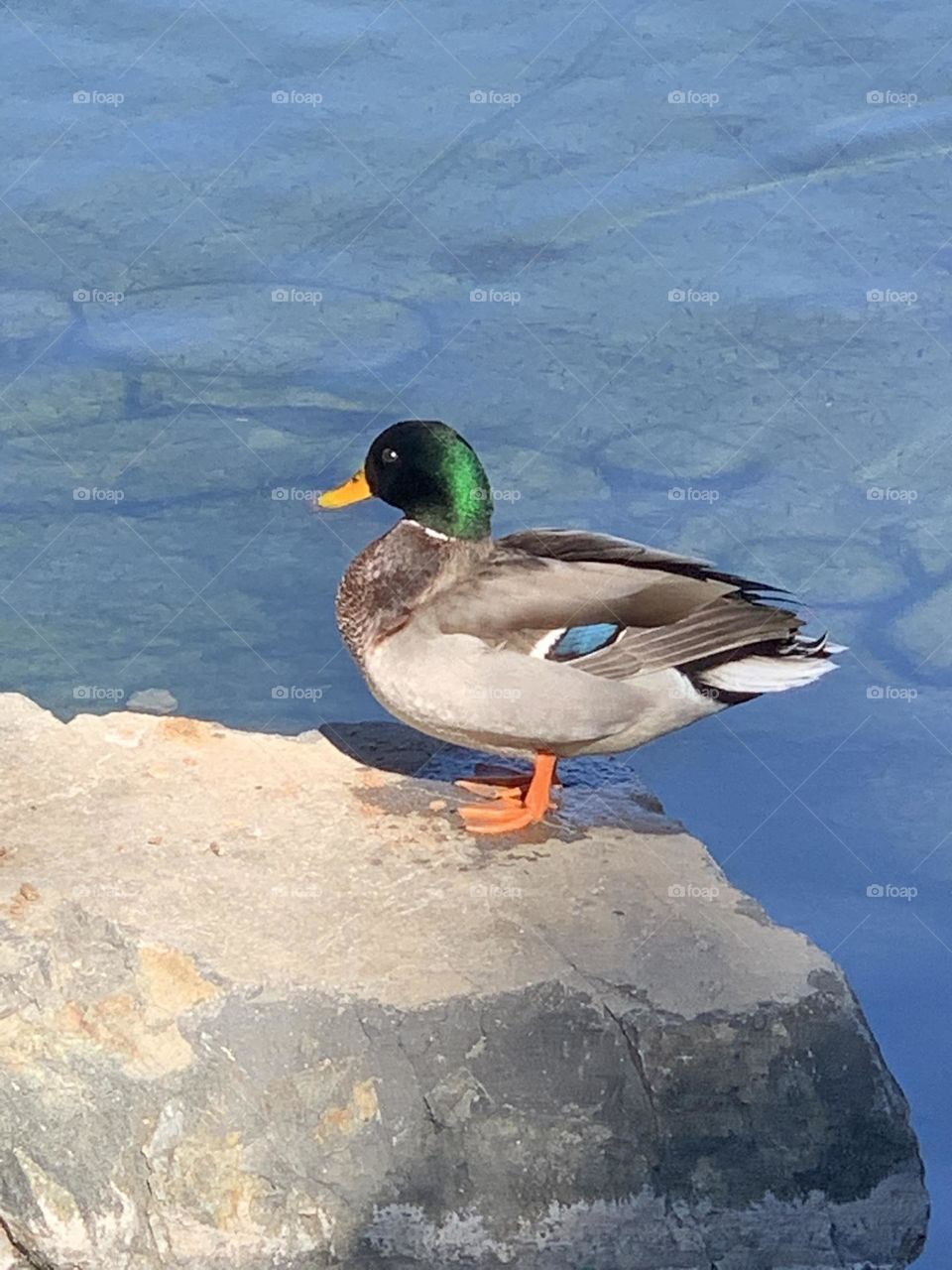 Mallard duck at pond