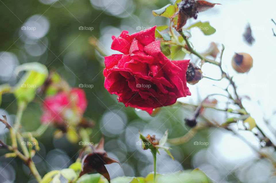 Background of single red blossom rose on a branch in the autumn garden of flowers.