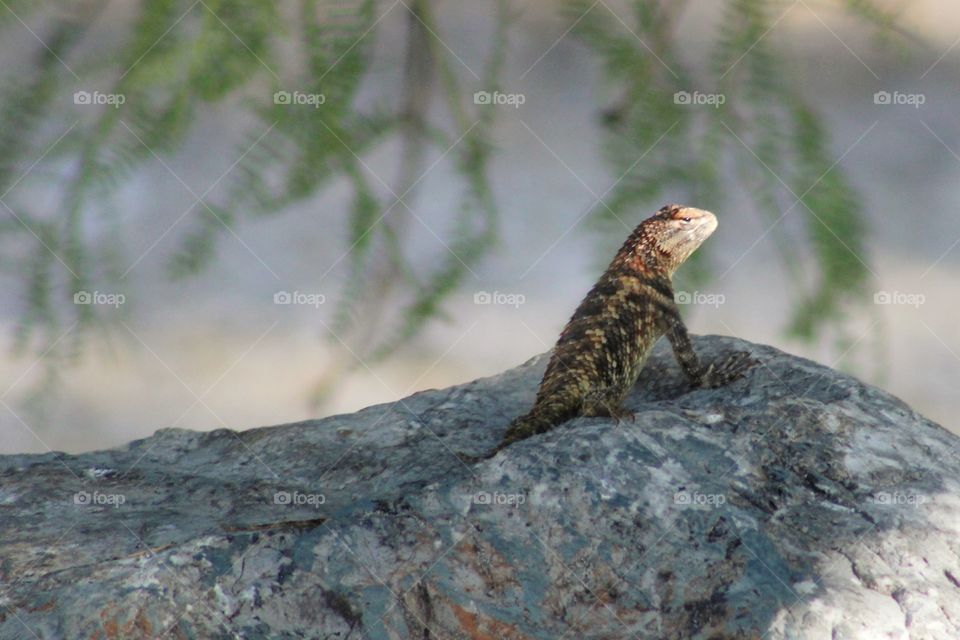 desert lizard