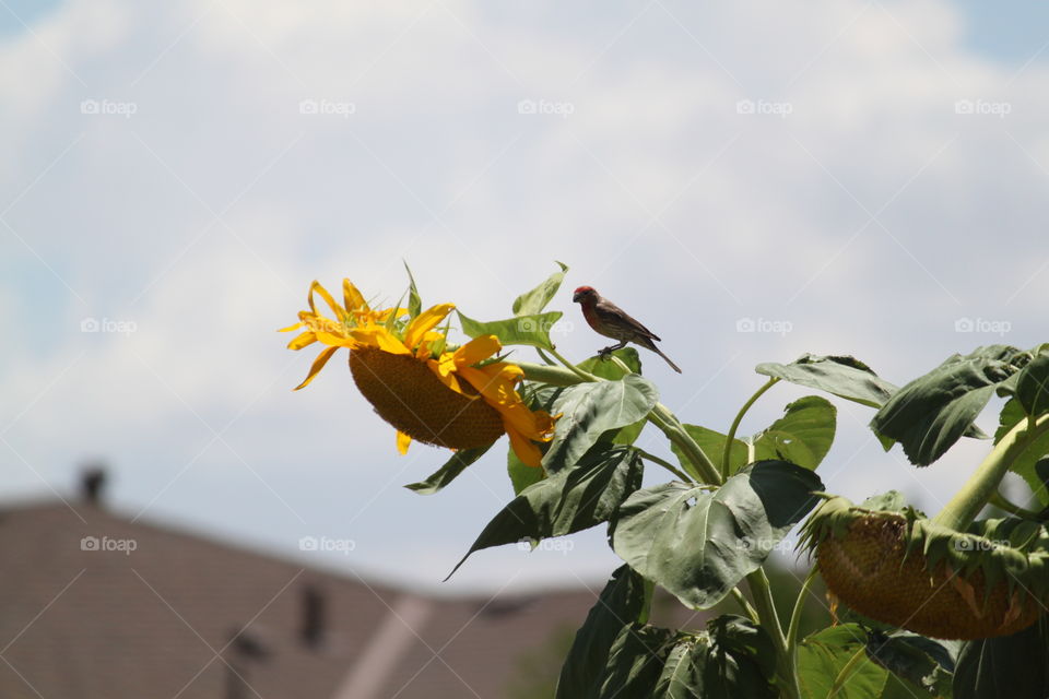 Bird on sunflower