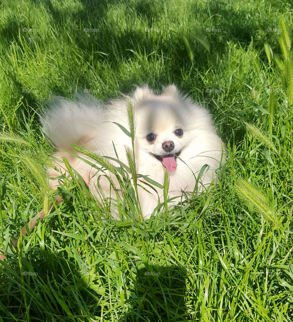 beautiful pomeranian in the grass