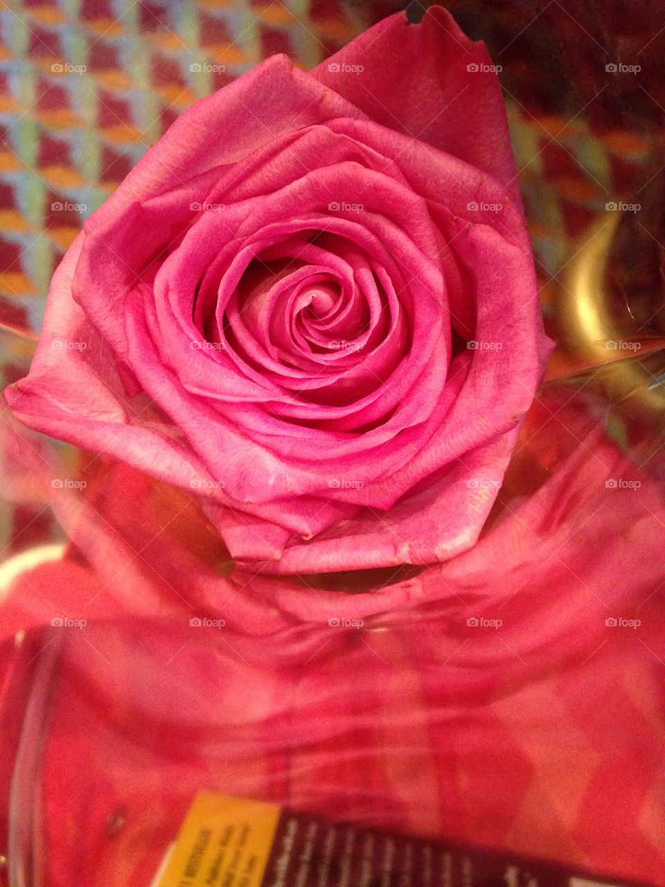 Close up of pink rose. Tight form of rose petals are shown in the view from above photo.