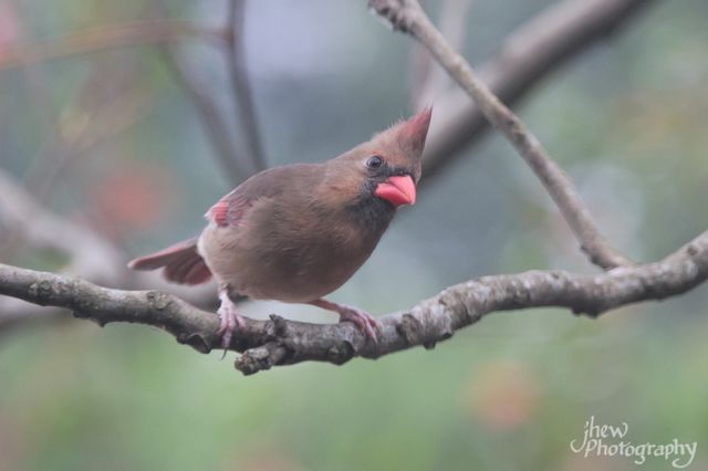 Female Northern Cardinal