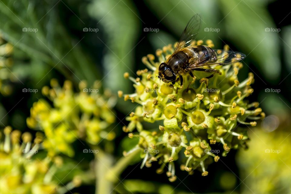 Ivy and insects