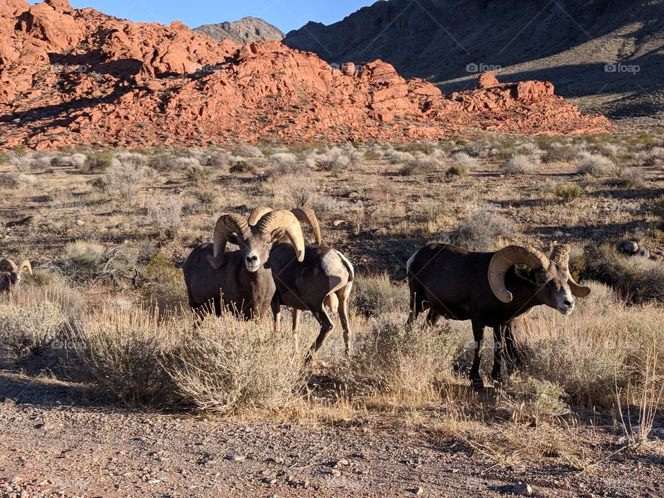 Big Horn Sheep