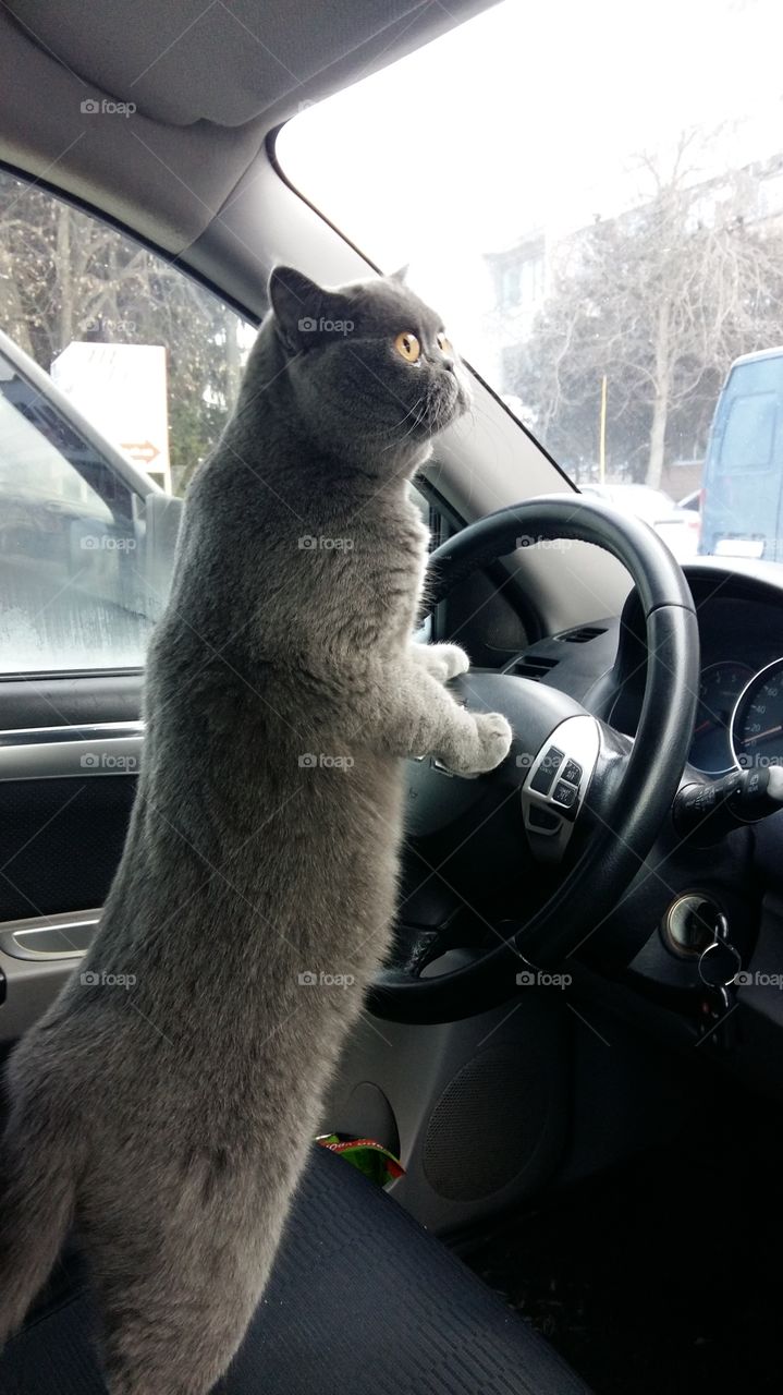 taxi cat