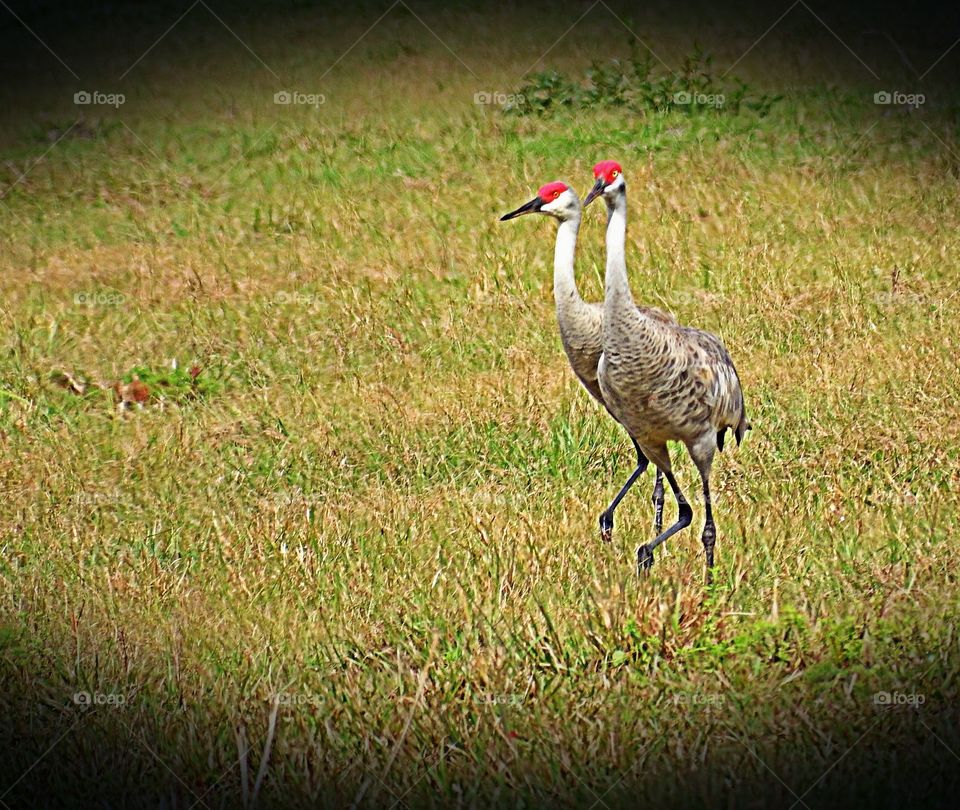Sandhills cranes