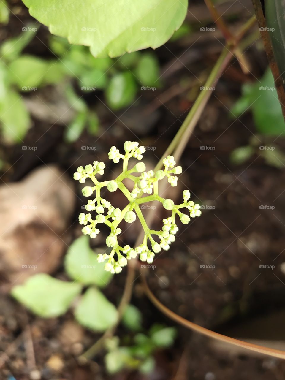 Flowers of Wild Coffee plant
White beauty
🌼🌼🌼🌼
Amazing Nature