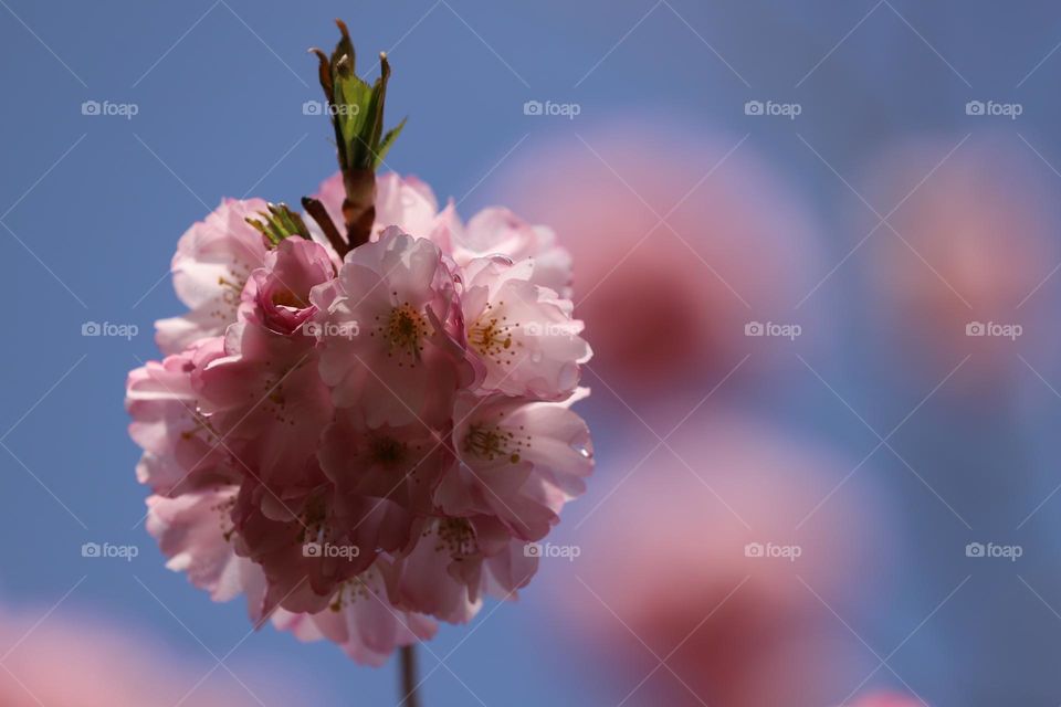 Cherry blossom closeup 