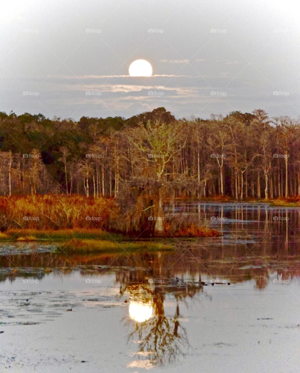 Florida Winter's Night