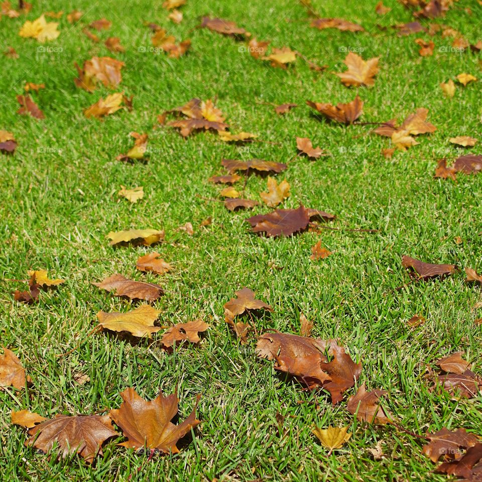 Shiny brown leaves contrast in the green grass on a sunny fall day. 